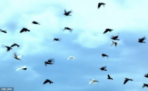 Gambar Hiasan - ratusan burung terbang di langit Jabaliya membawa isyarat serangan tentera Yahudi
