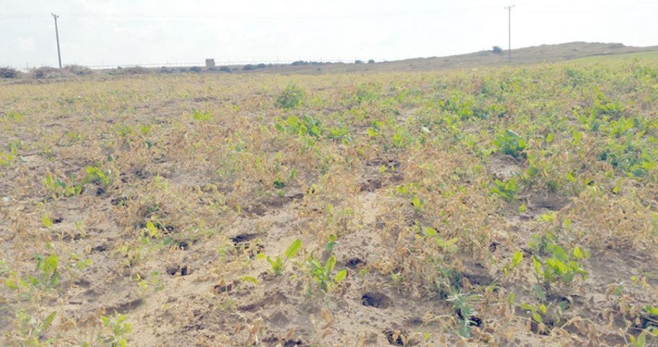 Rejim Zionis sembur racun perosak ke atas kebun-kebun Gaza