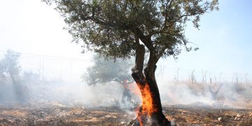 Pendatang Yahudi bakar kebun zaitun di Nablus