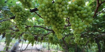 Musim menuai anggur di Gaza dibayangi kemurungan ekonomi