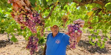Menuai anggur di Beit Lahm