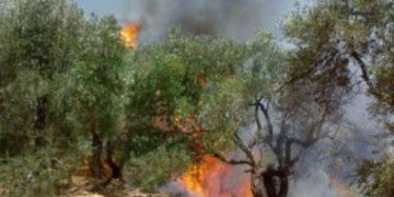 Pendatang Yahudi bakar kebun zaitun di al-Khalil